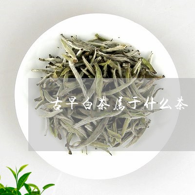 古早白茶属于什么茶/2023121773158