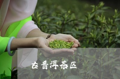 古普洱茶区/2023082967461