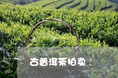 古普洱茶拍卖/2023042719946