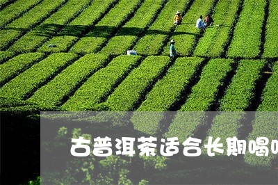 古普洱茶适合长期喝吗/2023092938372