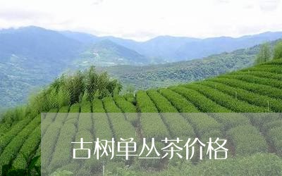 古树单丛茶价格/2023050178462