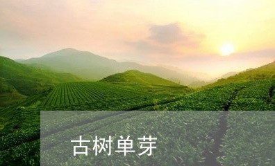 古树单芽/2023110919480