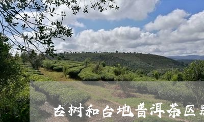 古树和台地普洱茶区别/2023092814816