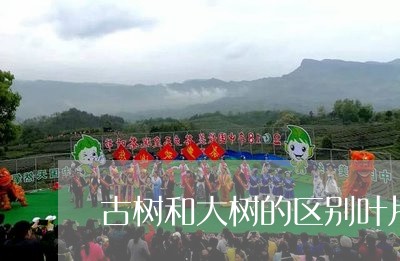 古树和大树的区别叶片/2023071530484