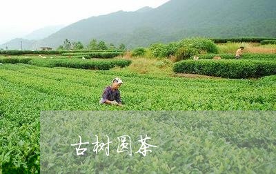 古树圆茶/2023090120272