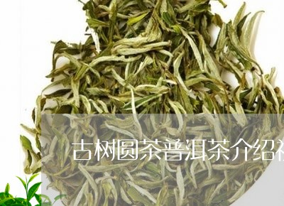 古树圆茶普洱茶介绍视频/2023082705369