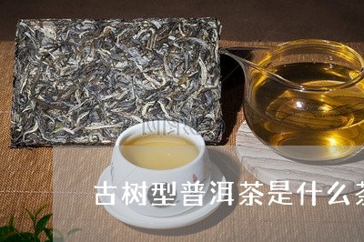 古树型普洱茶是什么茶种类/2023081745048