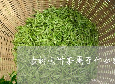 古树大叶茶属于什么茶/2023071593804