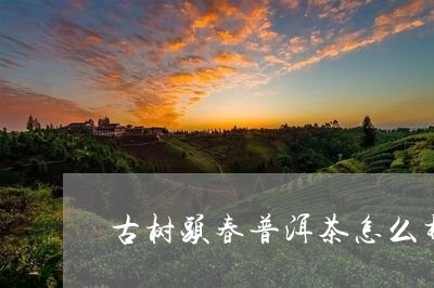 古树头春普洱茶怎么样/2023061573824