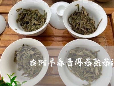 古树早春普洱茶熟茶汤/2023062299151