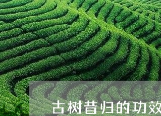 古树昔归的功效与作用/2023071374170