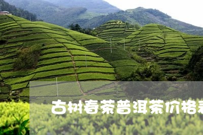 古树春茶普洱茶价格表/2023061751372