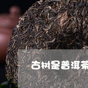 古树是普洱茶还是红茶叶/2023121586269