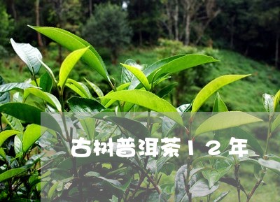 古树普洱茶12年/2023102682825