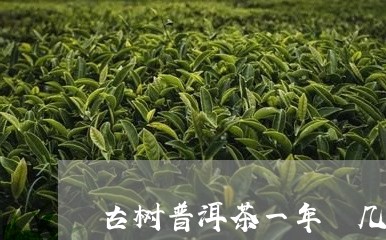 古树普洱茶一年釆几次/2023092713038