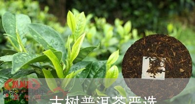 古树普洱茶严选/2023112647471