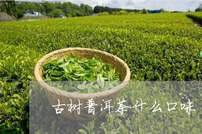 古树普洱茶什么口味/2023091558470