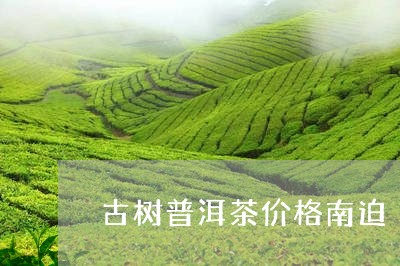 古树普洱茶价格南迫/2023092968481