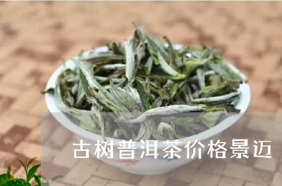 古树普洱茶价格景迈/2023062437460