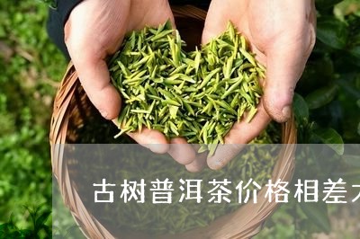 古树普洱茶价格相差大/2023062362603