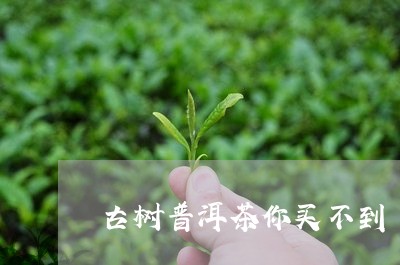 古树普洱茶你买不到/2023120548462