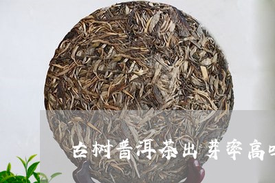 古树普洱茶出芽率高吗/2023111087171