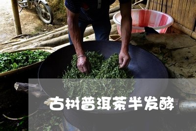 古树普洱茶半发酵/2023112461302