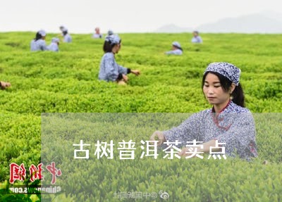 古树普洱茶卖点/2023102600392