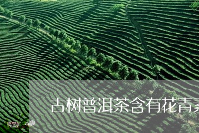 古树普洱茶含有花青素/2023061616261