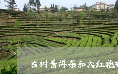 古树普洱茶和大红袍哪个好/2023112809584