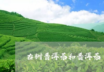 古树普洱茶和普洱茶/2023091506171