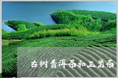 古树普洱茶和正岩茶/2023071091614