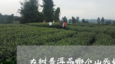 古树普洱茶哪个山头好/2023062338392