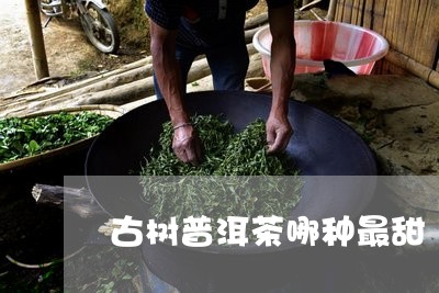 古树普洱茶哪种最甜/2023071127279