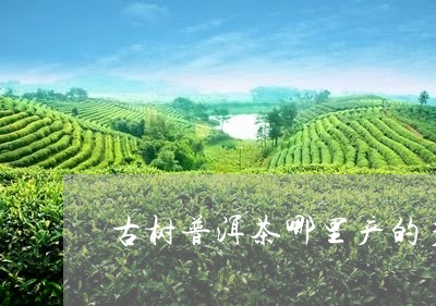 古树普洱茶哪里产的多一些/2023082949604