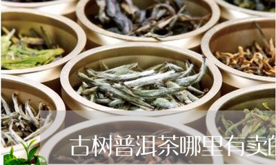 古树普洱茶哪里有卖的/2023072341603