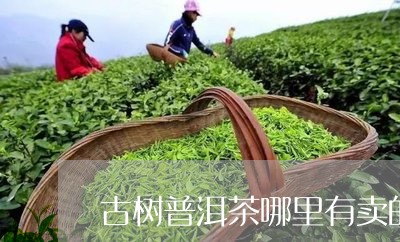 古树普洱茶哪里有卖的/2023092825262