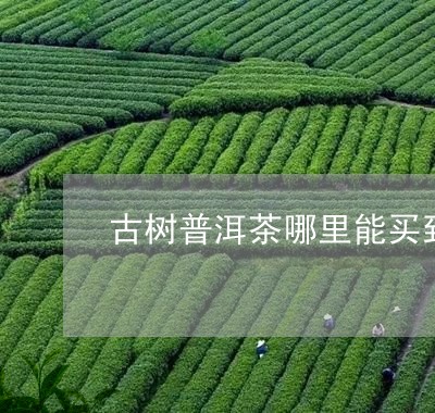 古树普洱茶哪里能买到/2023062247259