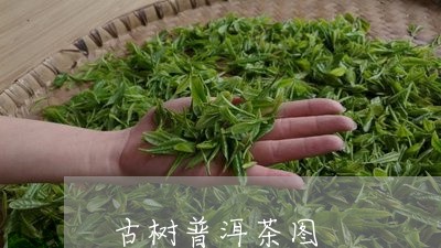 古树普洱茶图/2023042932488