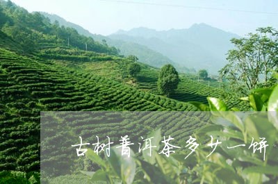 古树普洱茶多少一饼/2023091560490