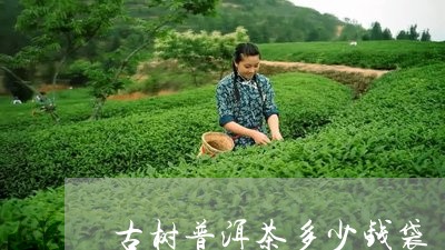 古树普洱茶多少钱袋/2023121551937