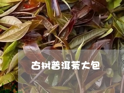 古树普洱茶大包/2023101657260