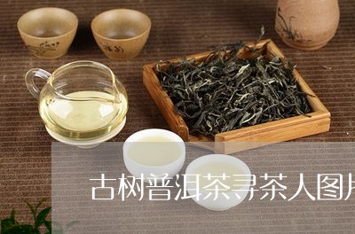 古树普洱茶寻茶人图片欣赏/2023112525249