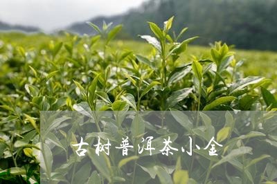 古树普洱茶小金/2023101678681