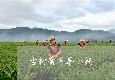 古树普洱茶小颖/2023101693624