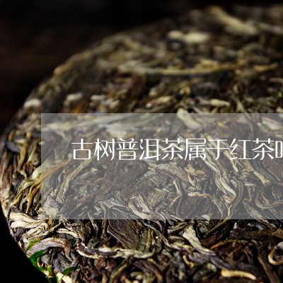 古树普洱茶属于红茶吗/2023062404029