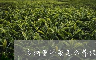 古树普洱茶怎么养植好看/2023120744726