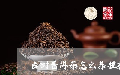 古树普洱茶怎么养植视频/2023112812585