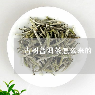 古树普洱茶怎么来的/2023091582735