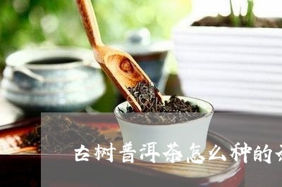 古树普洱茶怎么种的茶/2023082968682